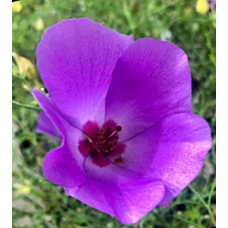 Purple Native Hibiscus  1 Plants Alyogyne hakeifolia x huegelli Flowers